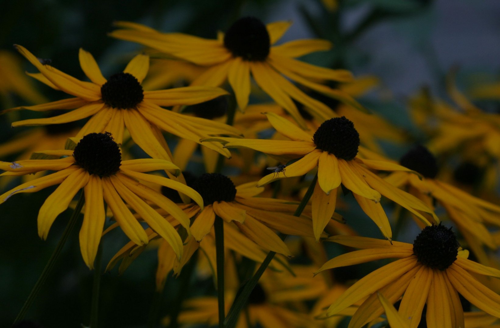 Rudbeckia