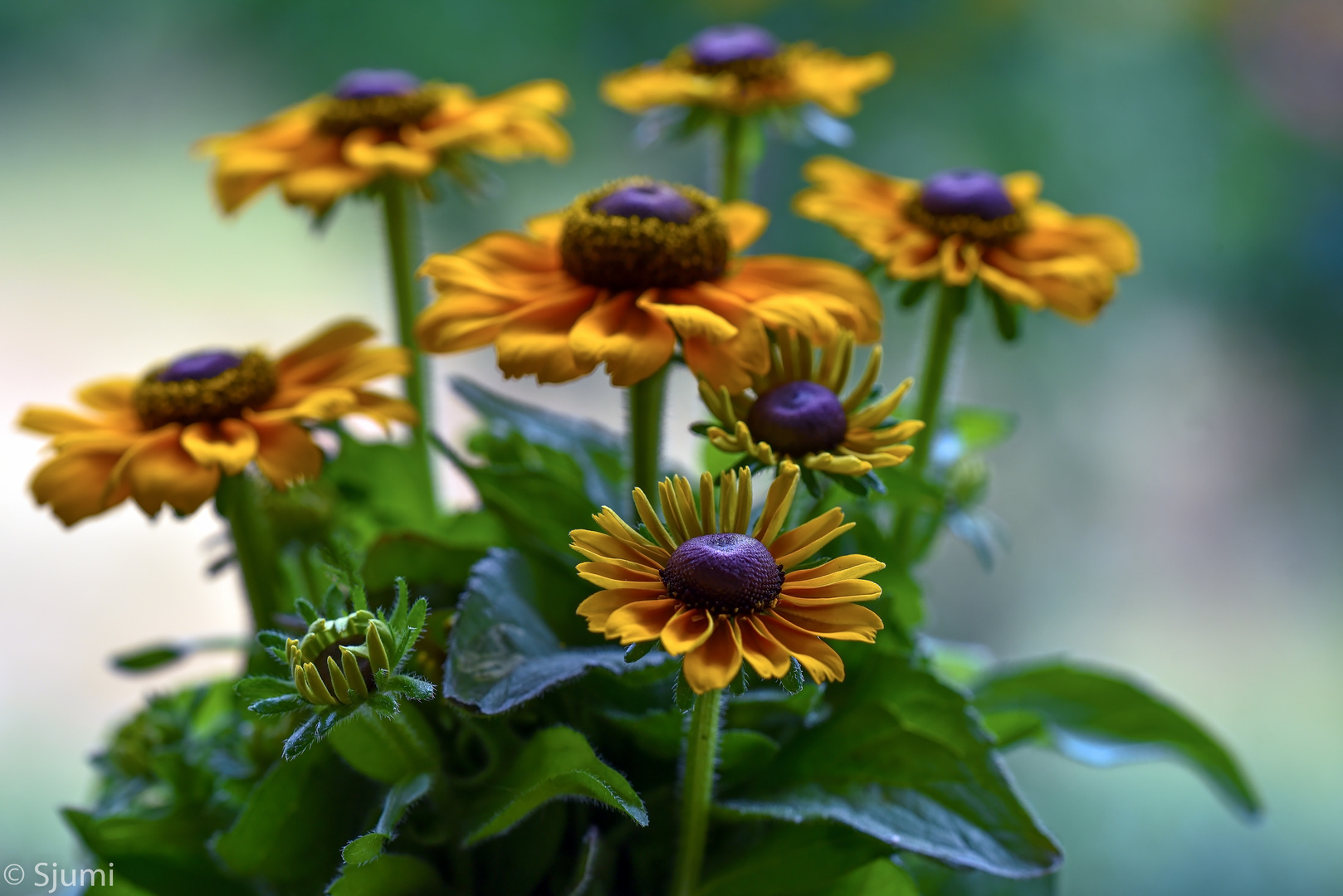 Rudbeckia