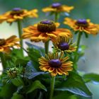 Rudbeckia