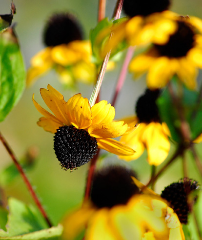 Rudbeckia