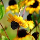 Rudbeckia