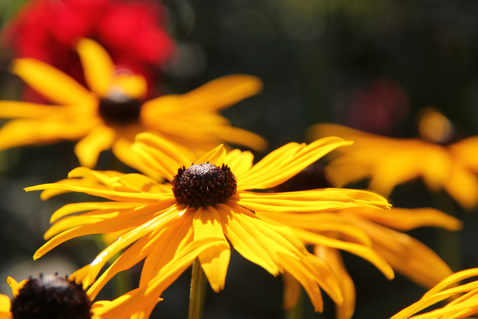 Rudbeckia