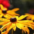 Rudbeckia