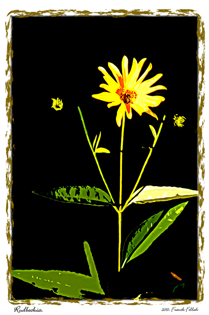 Rudbeckia.