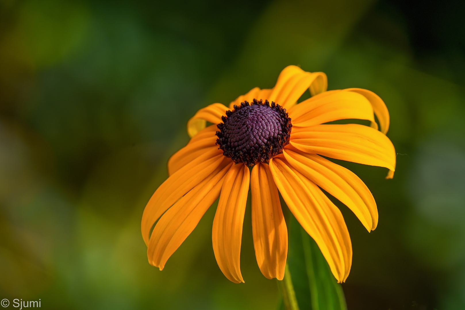 Rudbeckia