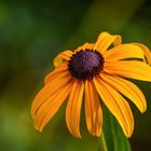 Rudbeckia