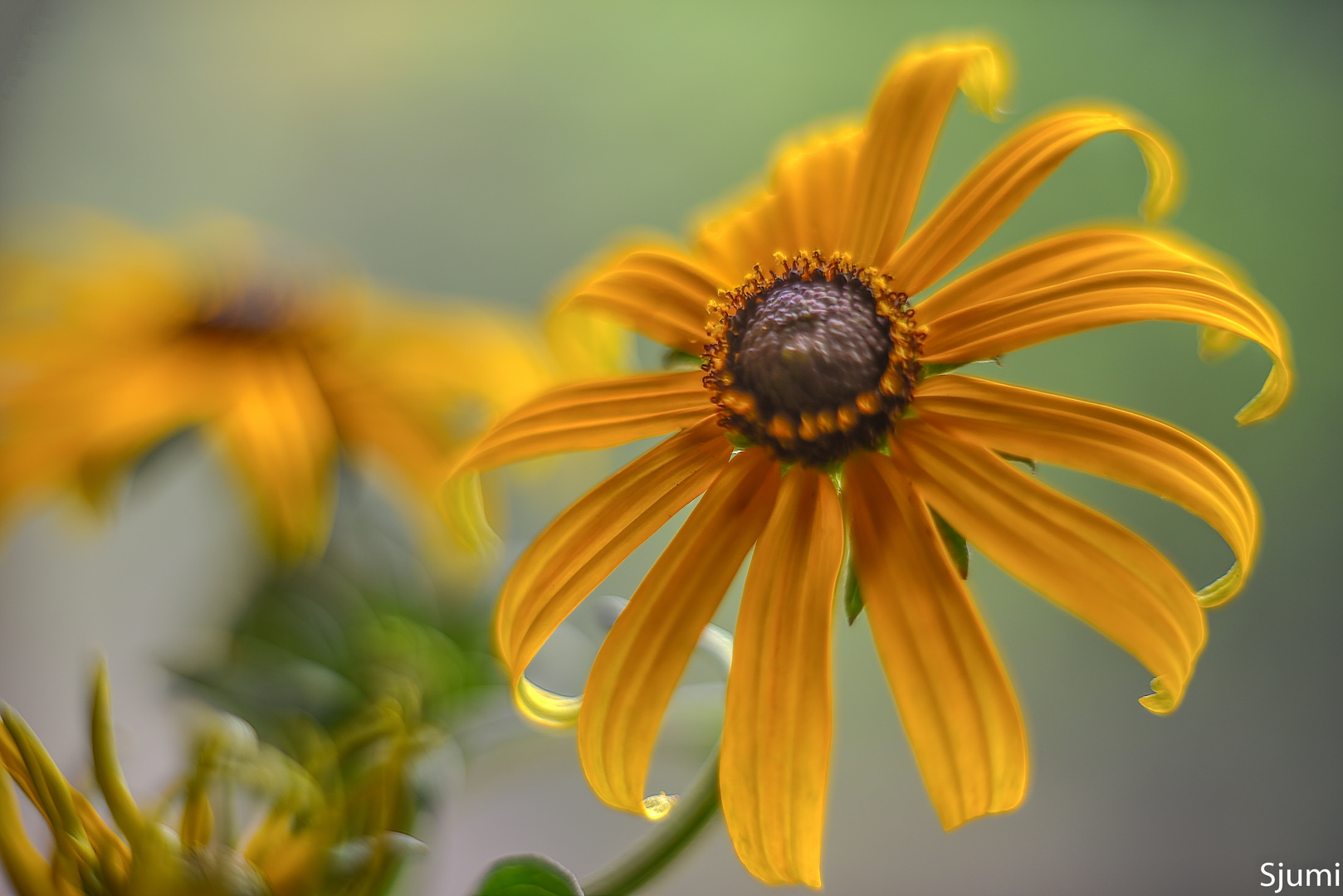 Rudbeckia