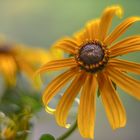 Rudbeckia