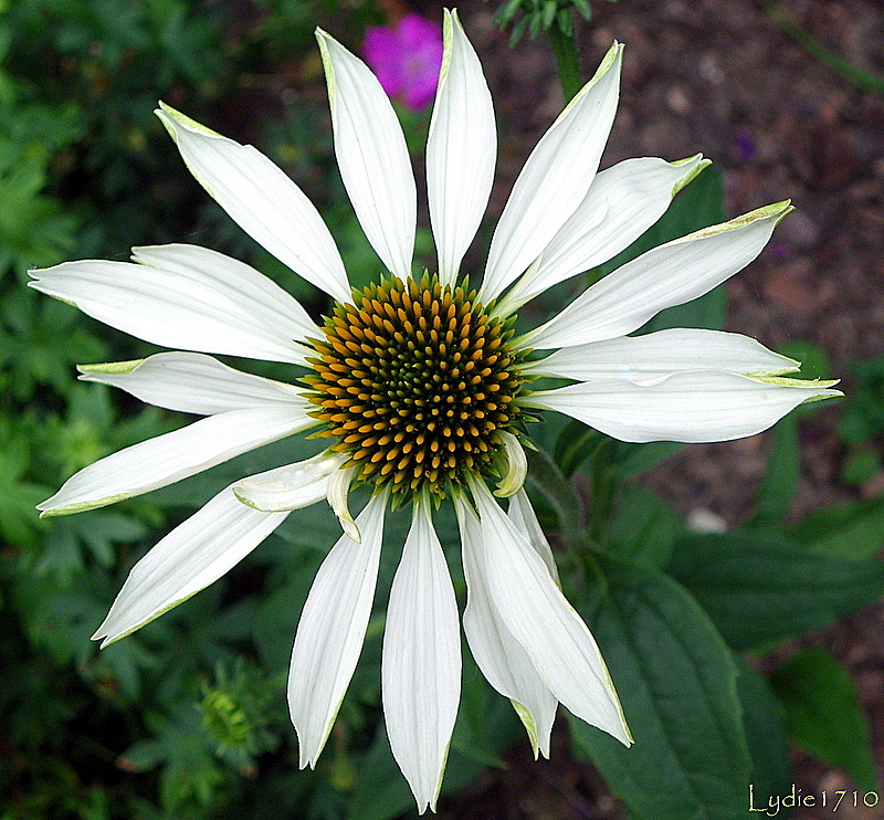 Rudbeckia 'Alba'