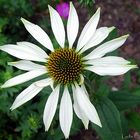 Rudbeckia 'Alba'