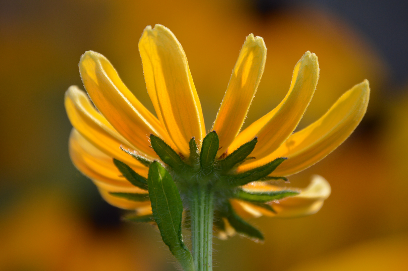 Rudbeckia aus ungewöhnlichem Blickwinkel