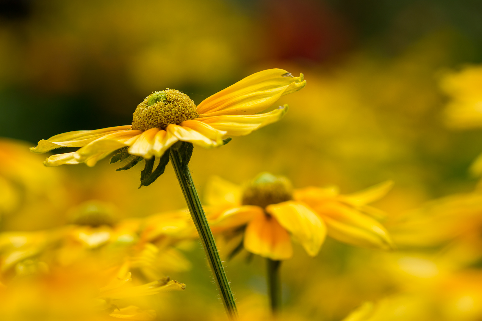 Rudbeckia