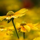 Rudbeckia