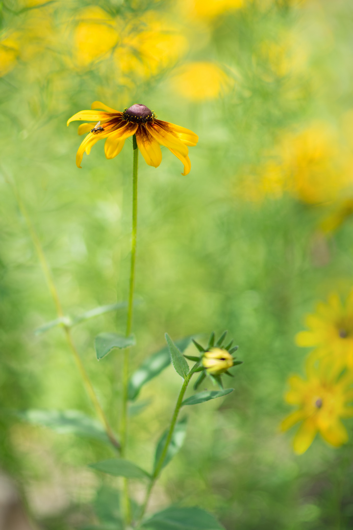 Rudbeckia