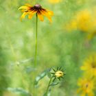 Rudbeckia