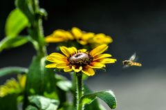 Rudbeckia