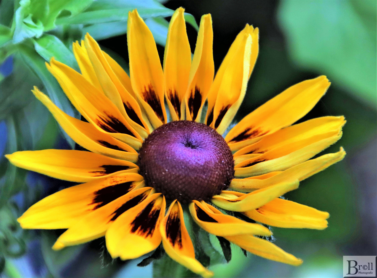 Rudbeckia-Blume 3