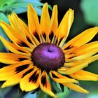 Rudbeckia-Blume 3