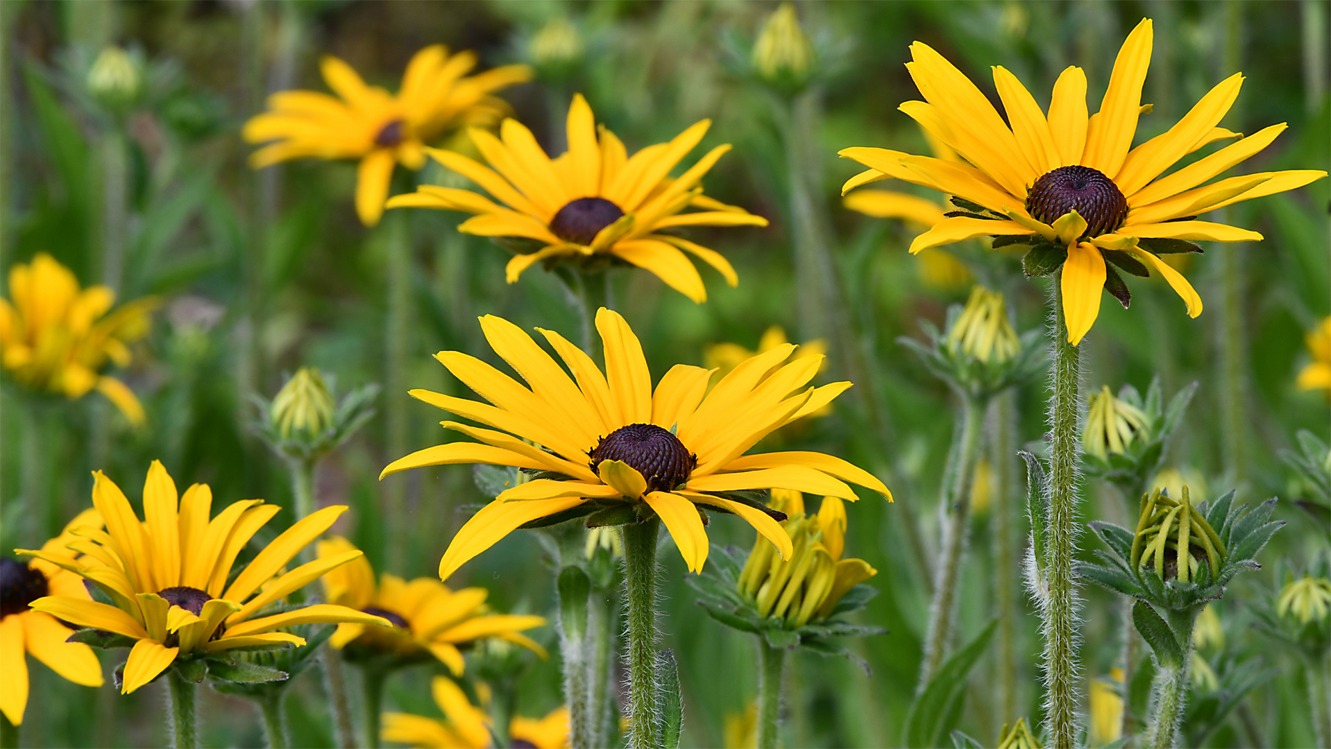 Rudbeckia