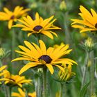 Rudbeckia