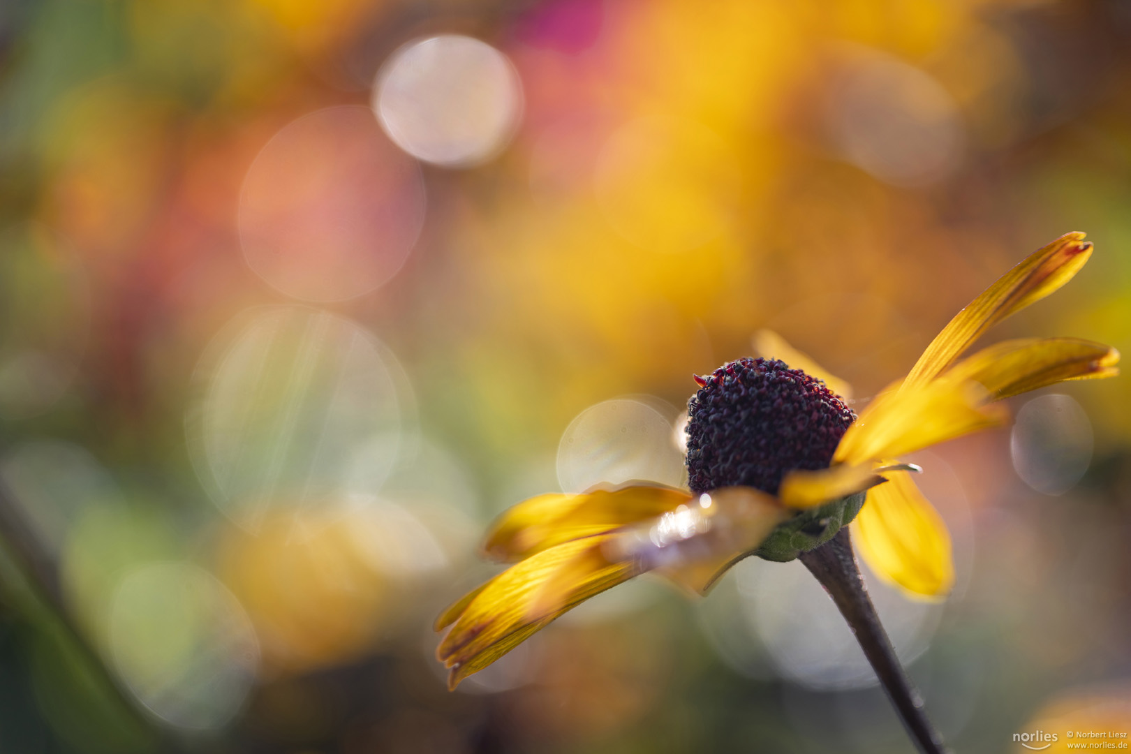 rudbeckia