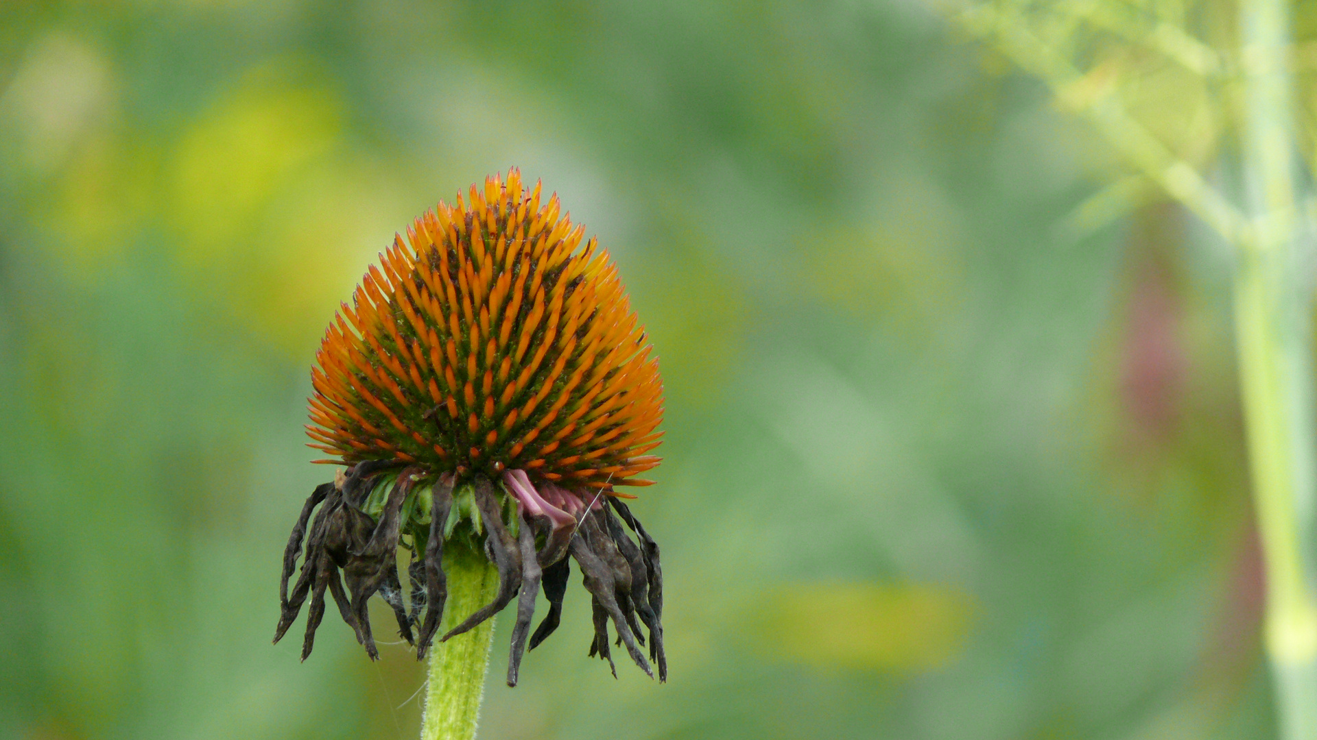 Rudbeckia