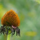 Rudbeckia