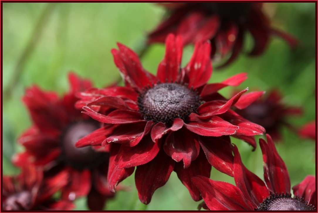 Rudbeckia Cherry Brandy