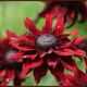 Rudbeckia Cherry Brandy