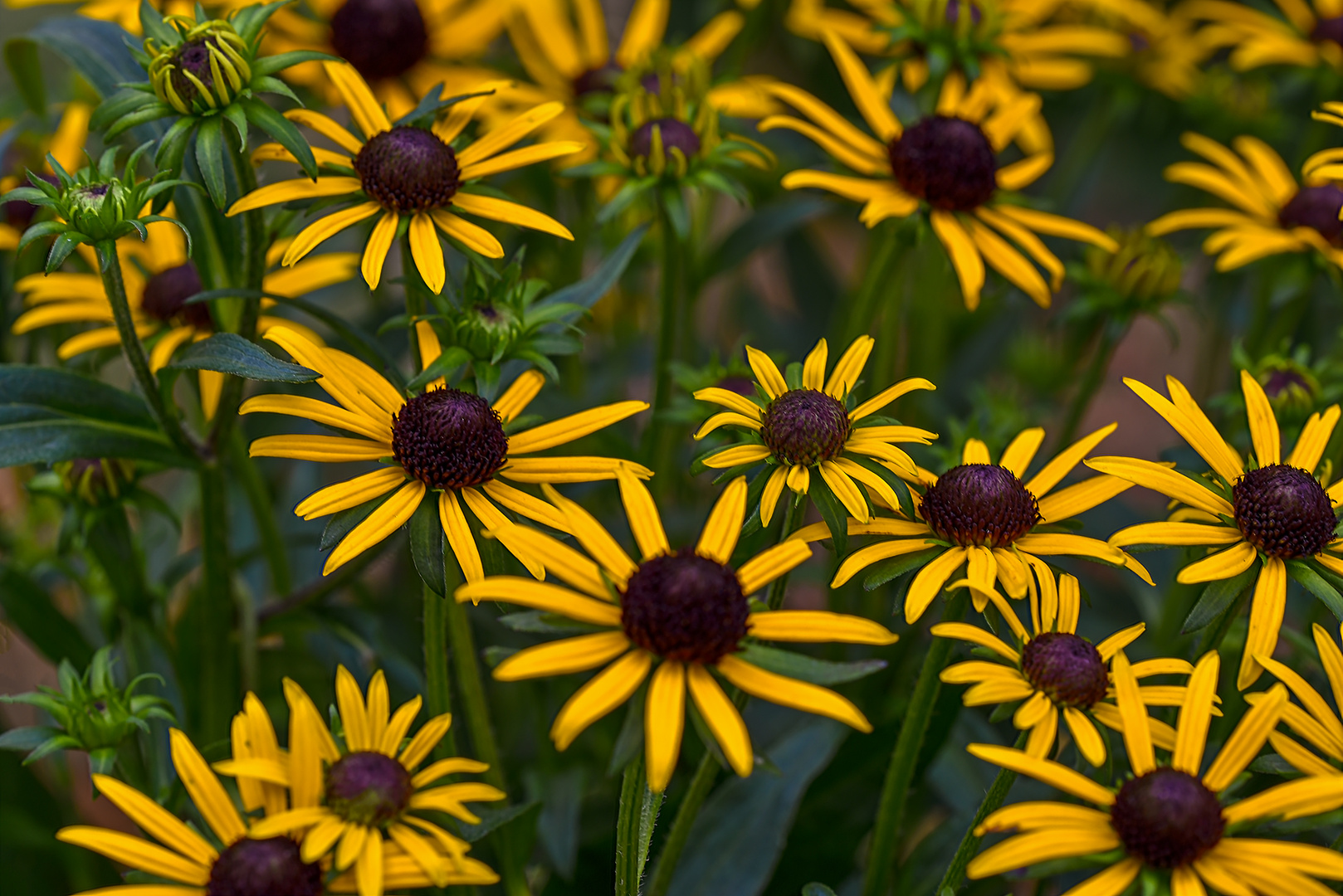 Rudbeckia