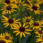 Rudbeckia