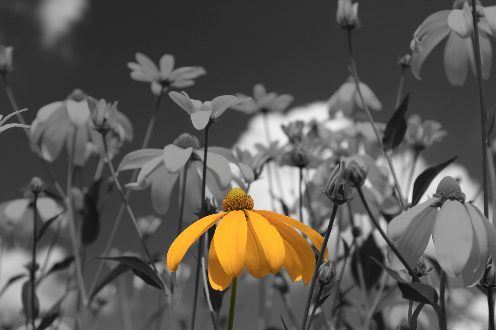 Rudbeckia