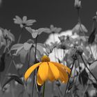 Rudbeckia