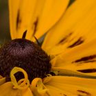 Rudbeckia