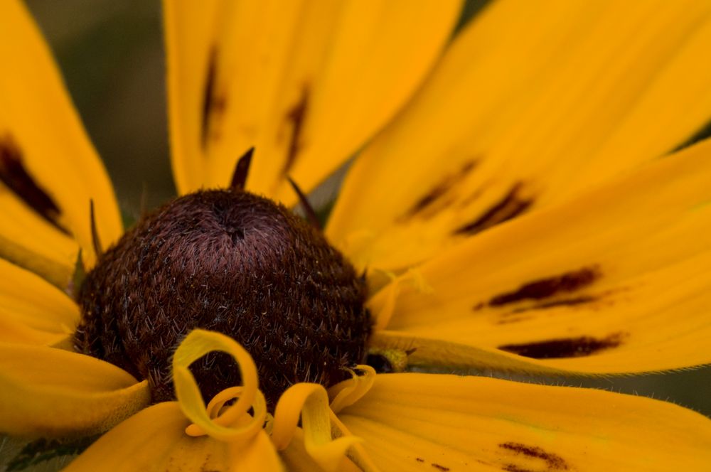 Rudbeckia