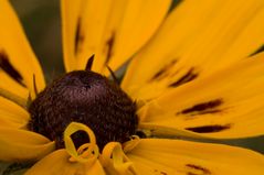 Rudbeckia