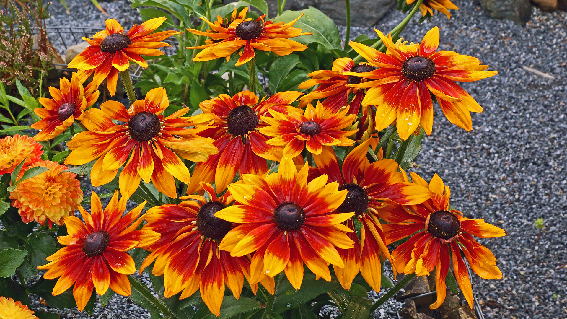 Rudbeckia eine besonders schöne Variante des Sonnenhutes