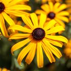 Rudbeckia