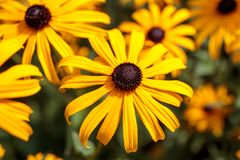 Rudbeckia