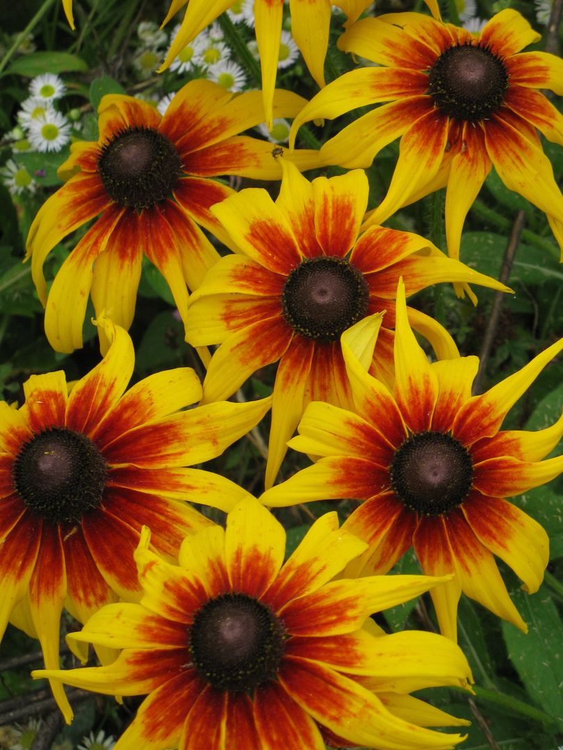 Rudbeckia