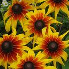 Rudbeckia