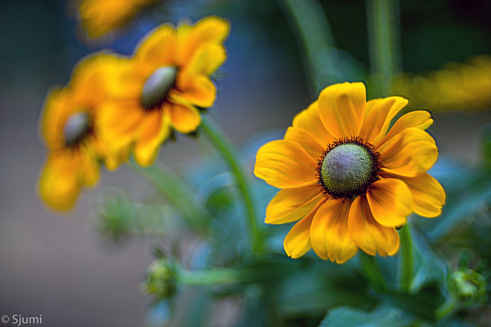 Rudbeckia