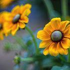 Rudbeckia