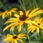 Rudbeckia fulgida .......