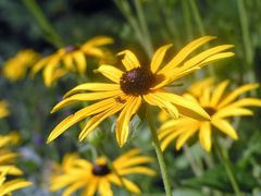 Rudbeckia fulgida .......