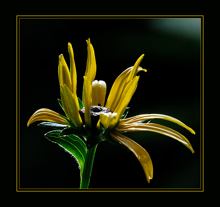 Rudbeckia fulgida