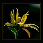 Rudbeckia fulgida