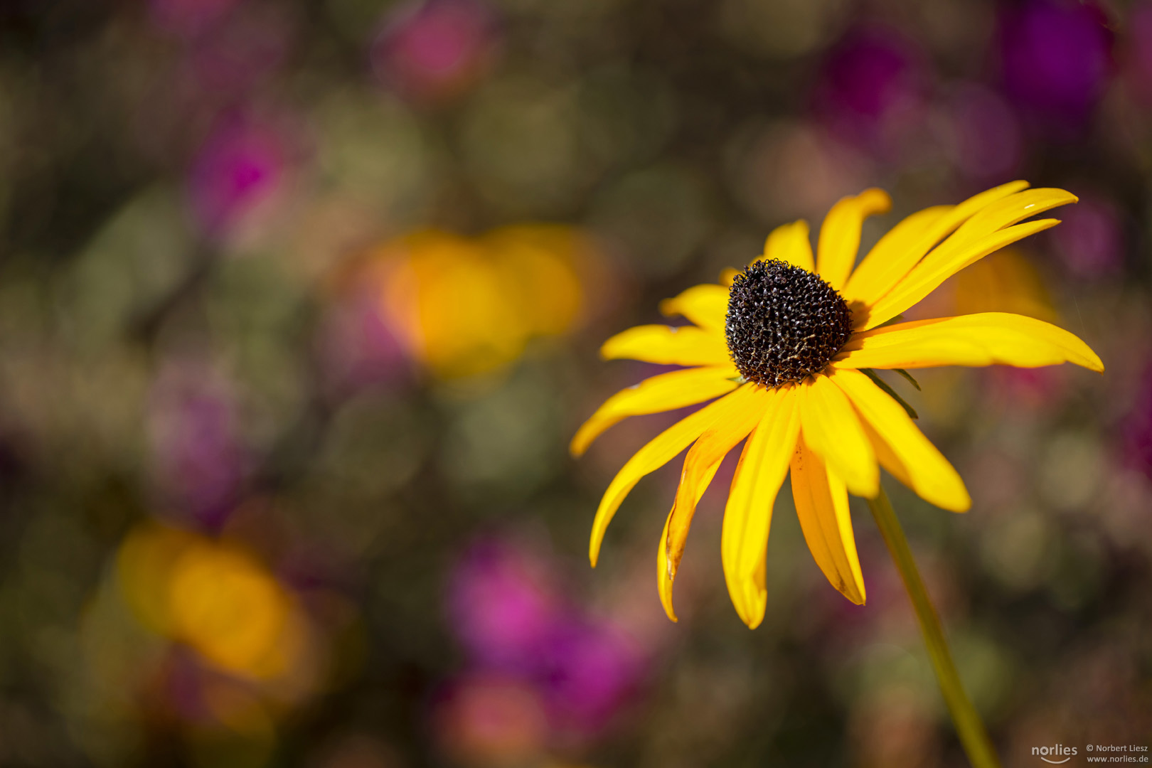 Rudbeckia Fulgida