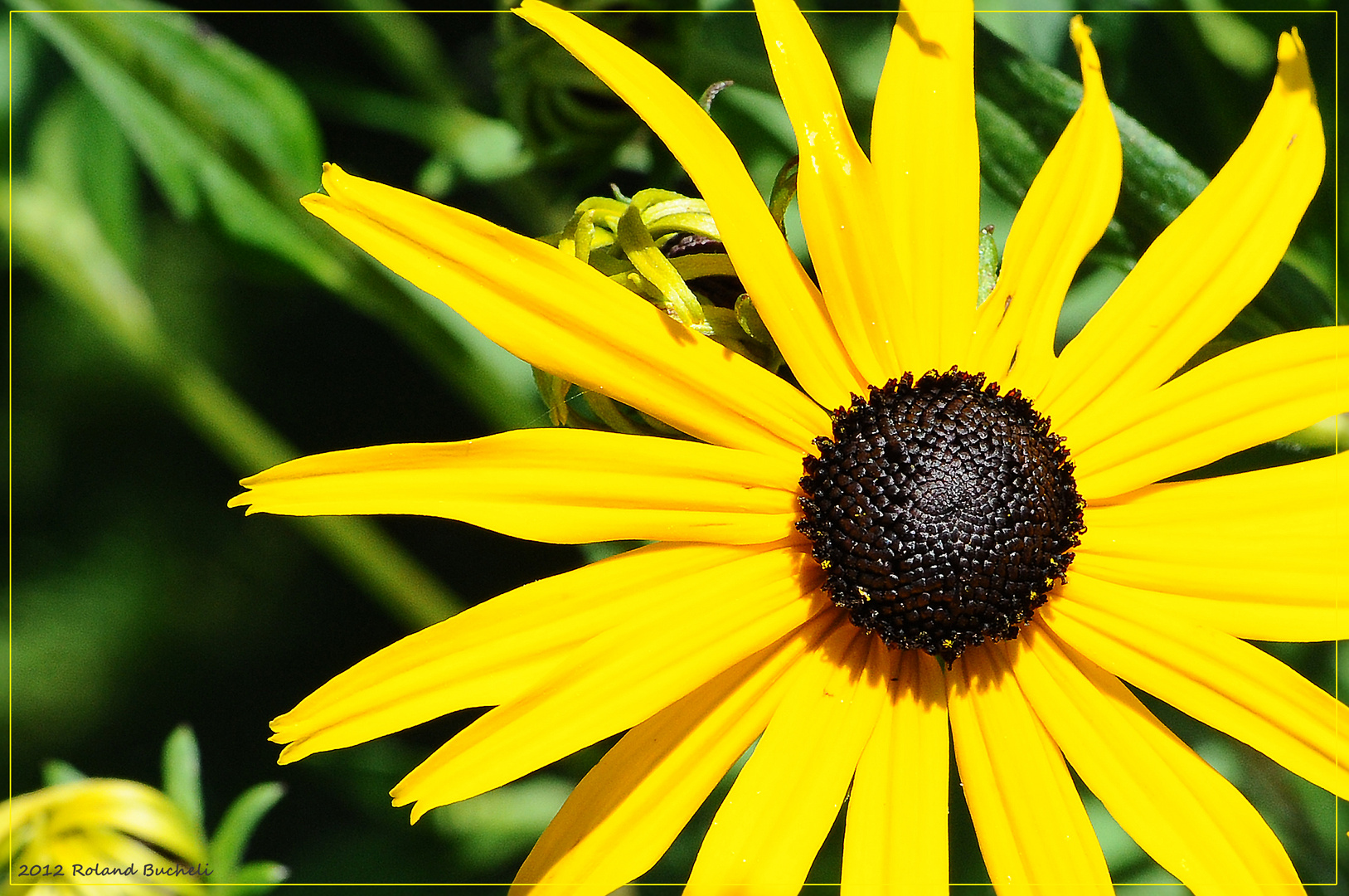 [ Rudbeckia fulgida - Gewöhnlicher Sonnenhut ]