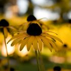 Rudbeckia Fulgida Goldsturm - Saint Symphorien - Belgium